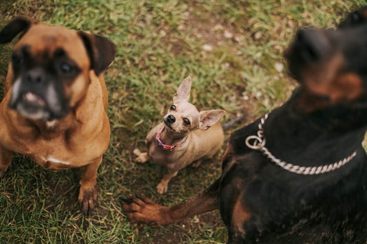 Dog Joint Health: When Should You Start Joint Supplements for Dogs?