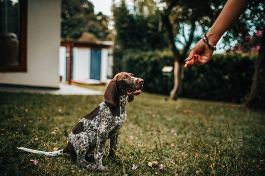 Choosing Healthy Dog Treats in Dubai: Why Single Ingredient Freeze Dried Treats Stand Out