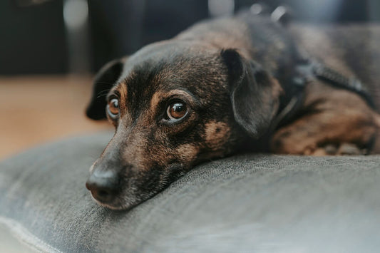Medicinal Mushrooms for Dogs: How Adaptogenic Mushrooms Support Stress Resilience