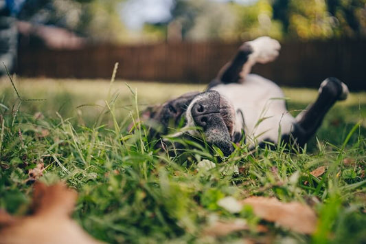 Natural Liver Support for Dogs: 7 Ingredients That Support Detoxification
