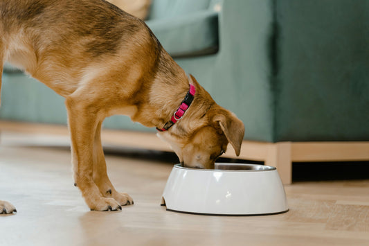 5 modern feeding habits that may be working against your dog's health