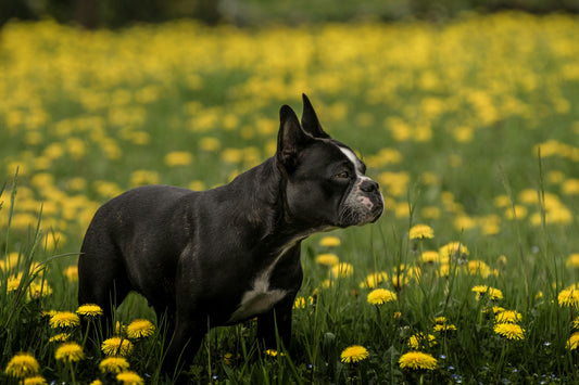 Why Your Dog’s Allergies Keep Getting Worse: The Allergic Threshold