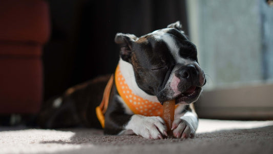 Healthy and Natural Dog Treats: Why Processing Method Matters