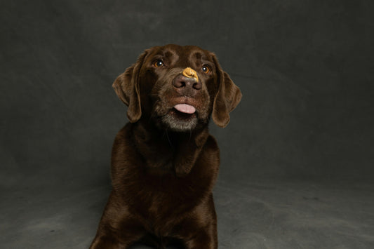 Top 4 Mistakes Pet Parents Make When Choosing Dog Treats
