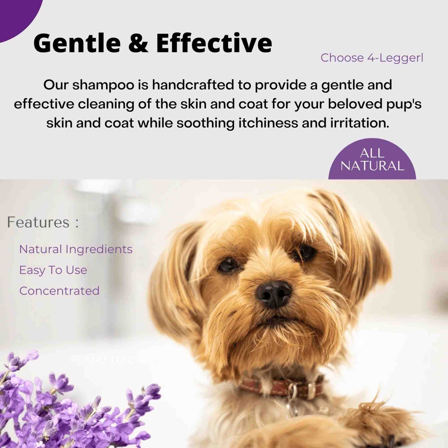 USDA certified organic 4Legger Calm Hypoallergenic Shampoo for dogs