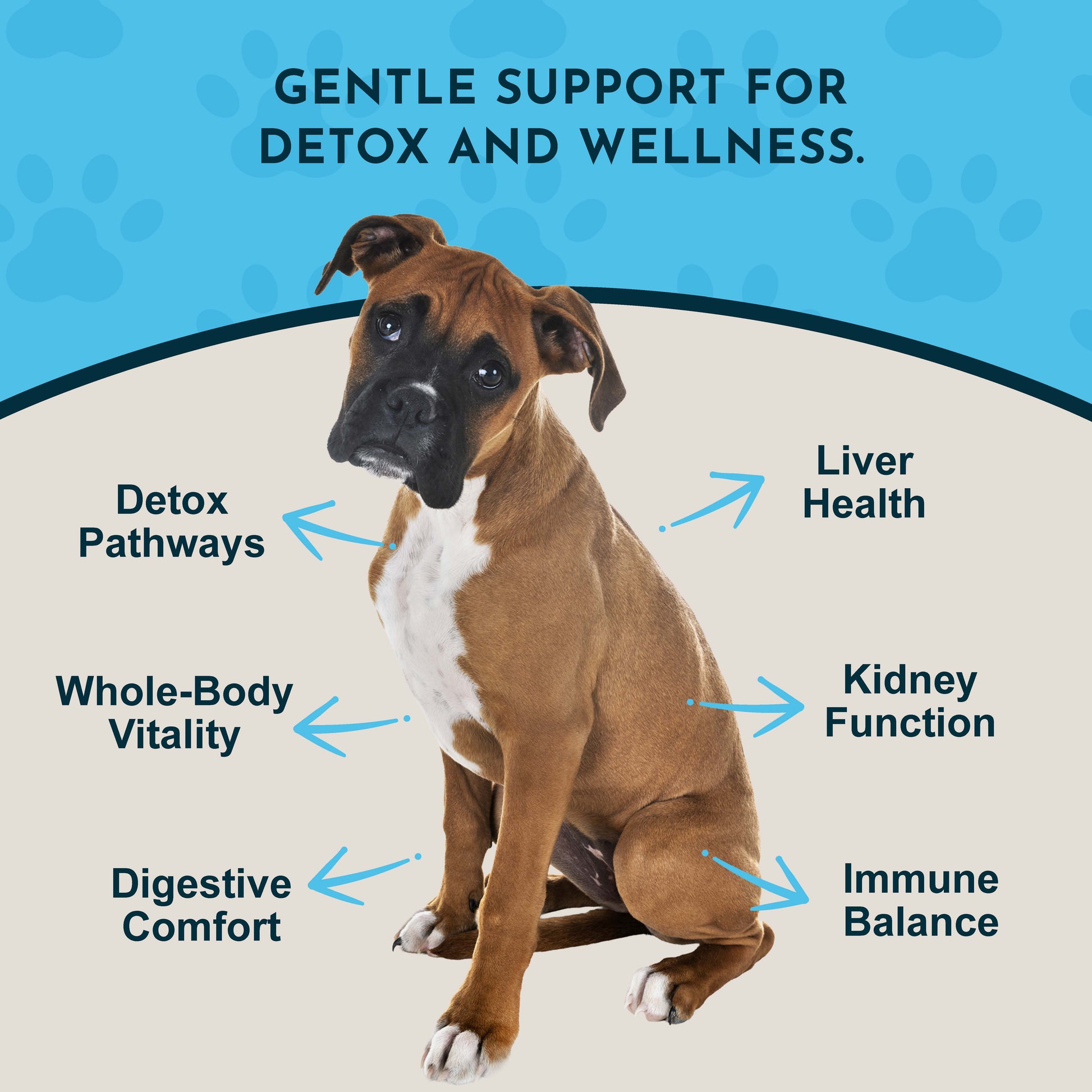 Dog with health benefits of Animal Essentials Detox Blend listed on a blue and white background