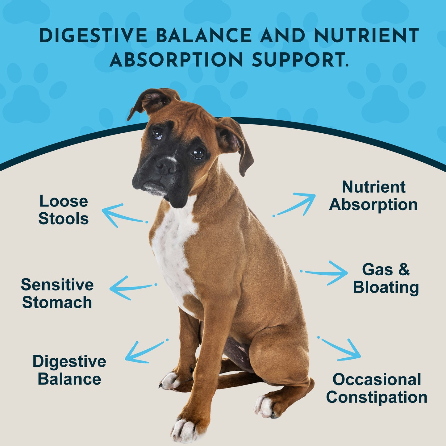 Digestive health benefits of Animal Essentials Plant Enzyme & Probiotic Supplement, including loose stools, sensitive stomach, gas & bloating, nutrient absorption, and occasional constipation.