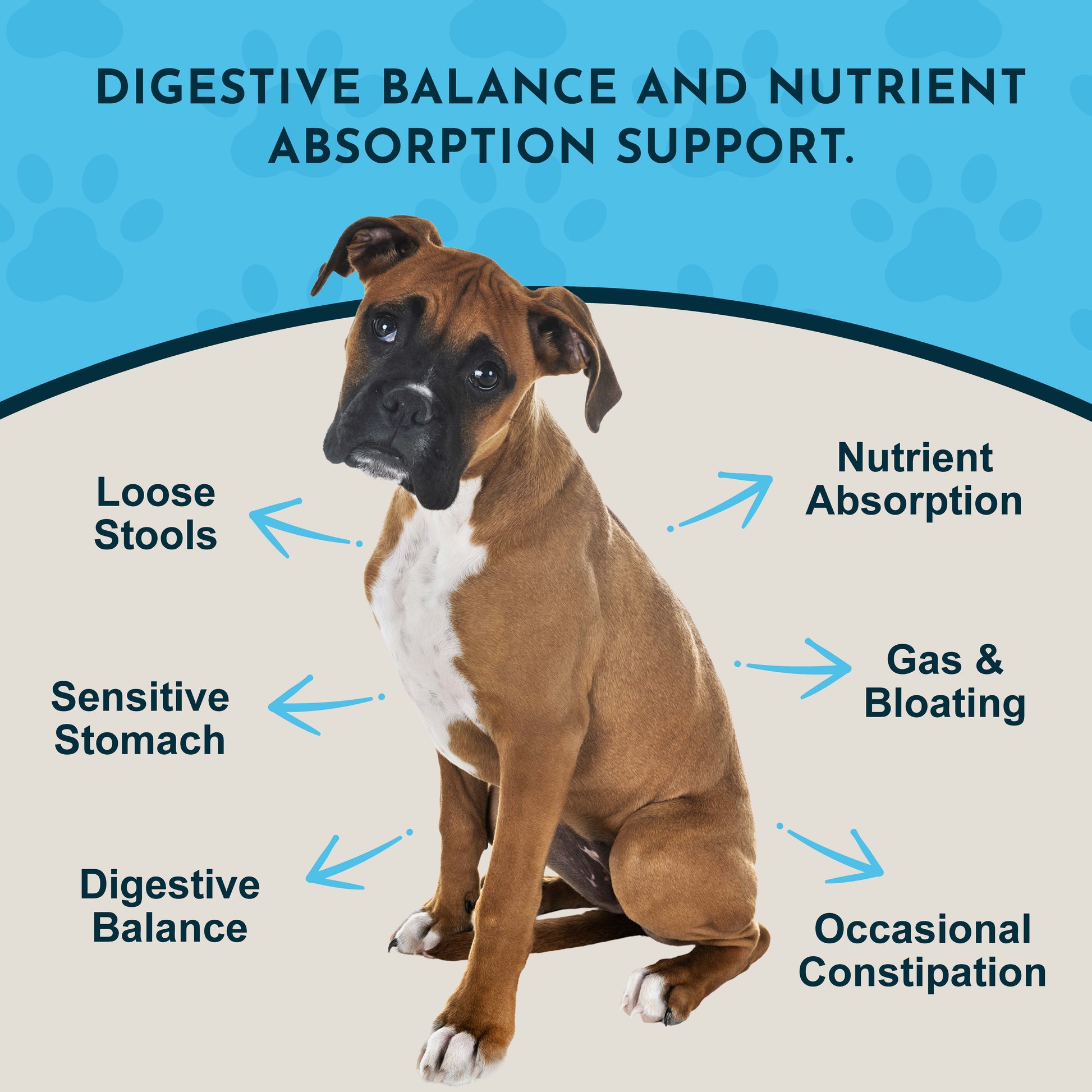 Digestive health benefits of Animal Essentials Plant Enzyme & Probiotic Supplement, including loose stools, sensitive stomach, gas & bloating, nutrient absorption, and occasional constipation.