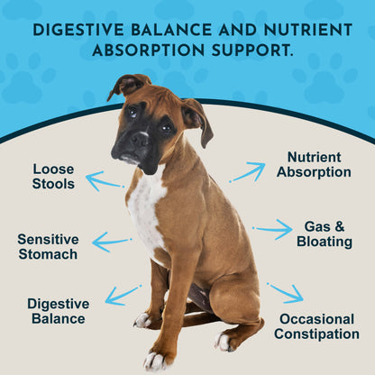 Digestive health benefits of Animal Essentials Plant Enzyme & Probiotic Supplement, including loose stools, sensitive stomach, gas & bloating, nutrient absorption, and occasional constipation.