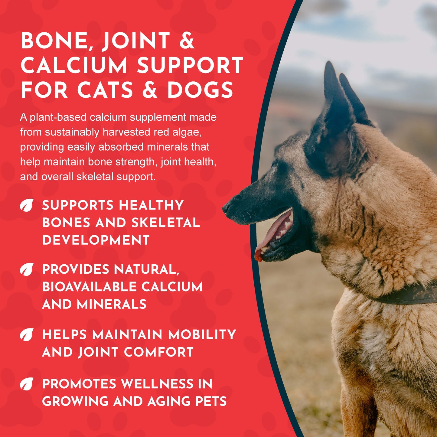 SEA-CAL | Bone and Joint Health