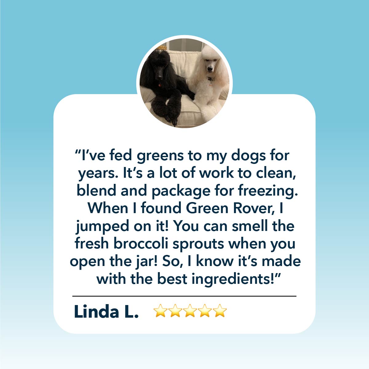 Green Rover review with a dog image and text on a blue background