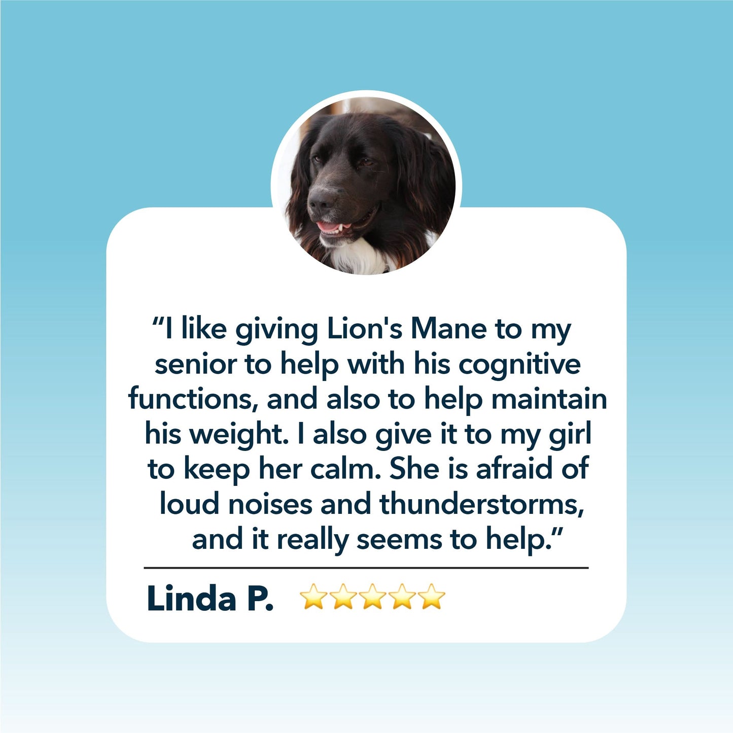 Dog with a testimonial about using Four Leaf Rover Lion's Mane for cognitive functions and weight maintenance, on a blue background.