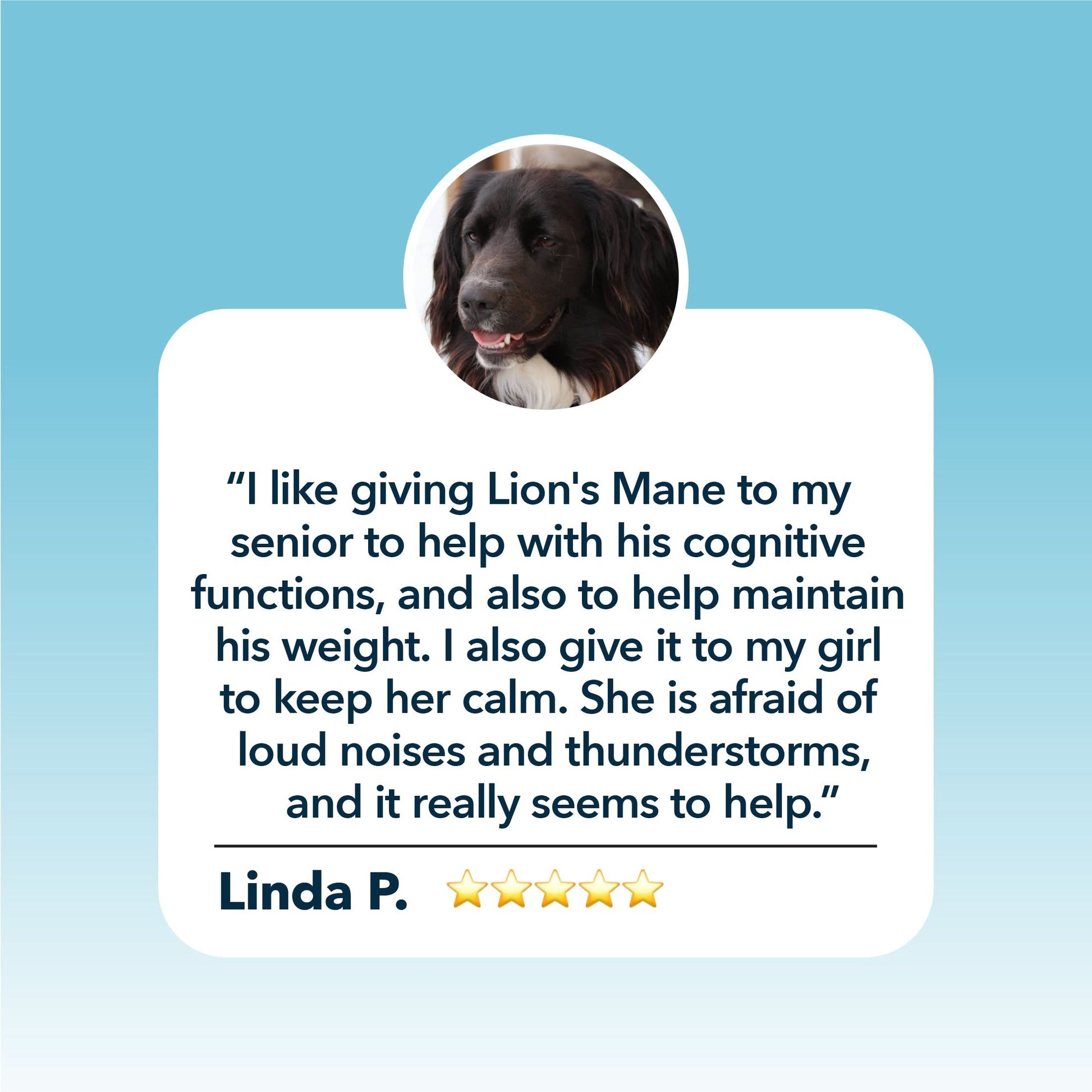 Dog with a testimonial about using Four Leaf Rover Lion's Mane for cognitive functions and weight maintenance, on a blue background.