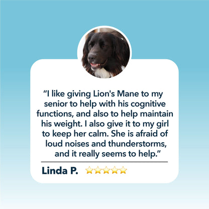 Dog with a testimonial about using Four Leaf Rover Lion's Mane for cognitive functions and weight maintenance, on a blue background.