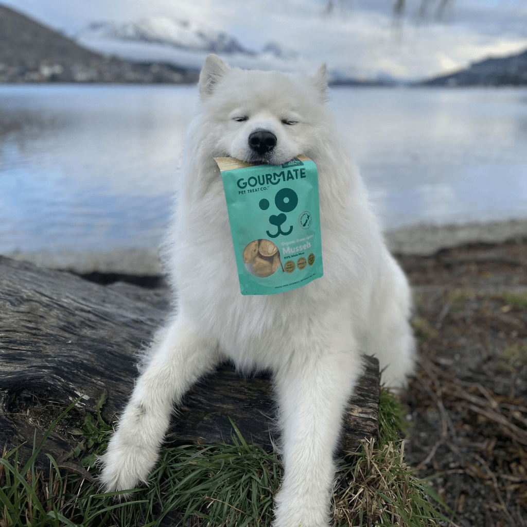 Gourmate Organic Green Lipped Mussels treats with white dog