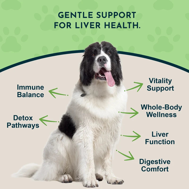 Dog with text highlighting benefits of Animal Essentials Liver Defense pet supplement on a green and beige background